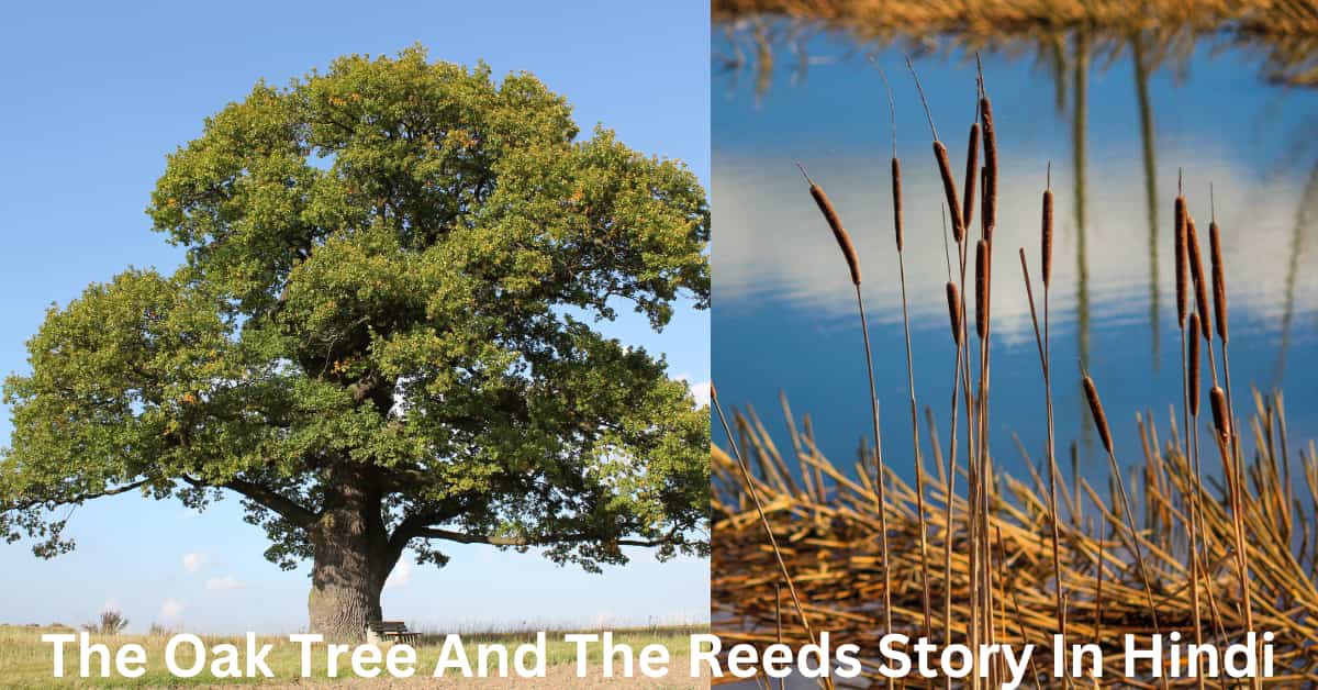 ओक का पेड़ और एक सरकंडा की कहानी The Oak Tree And The Reeds Story In Hindi