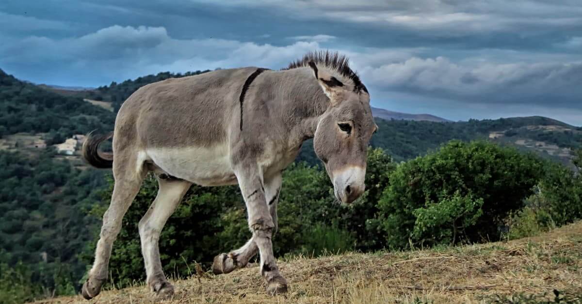 मूर्ख घोड़ा की कहानी The foolish horse story in hindi 